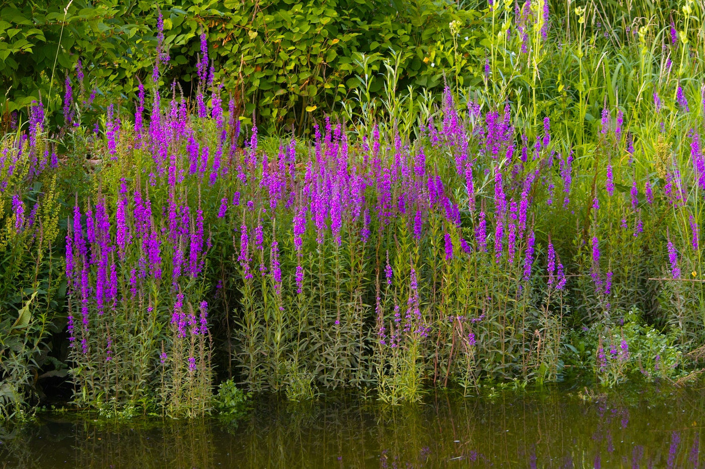 Blutweiderich (Lythrum salicaria) im Portrait Standort, Pflege und Blüte