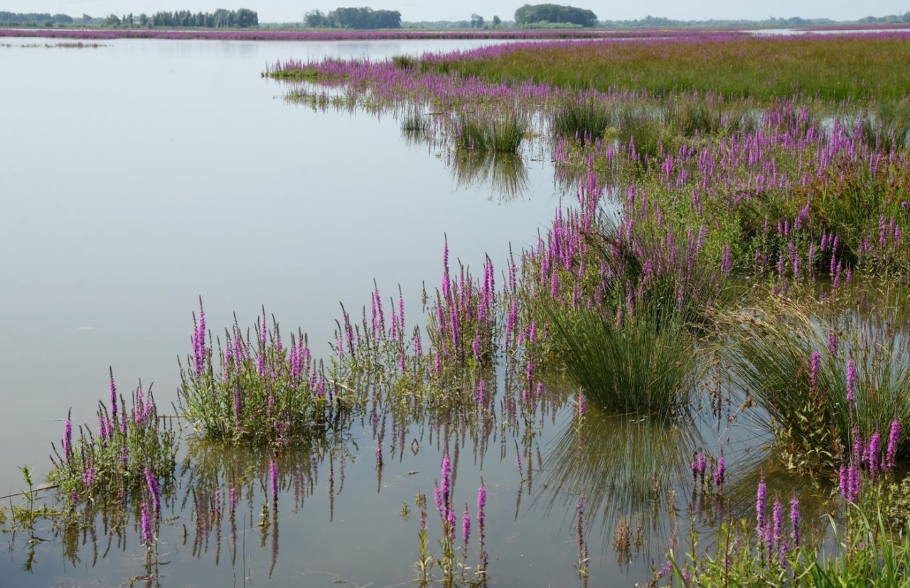 Blutweiderich in der Natur