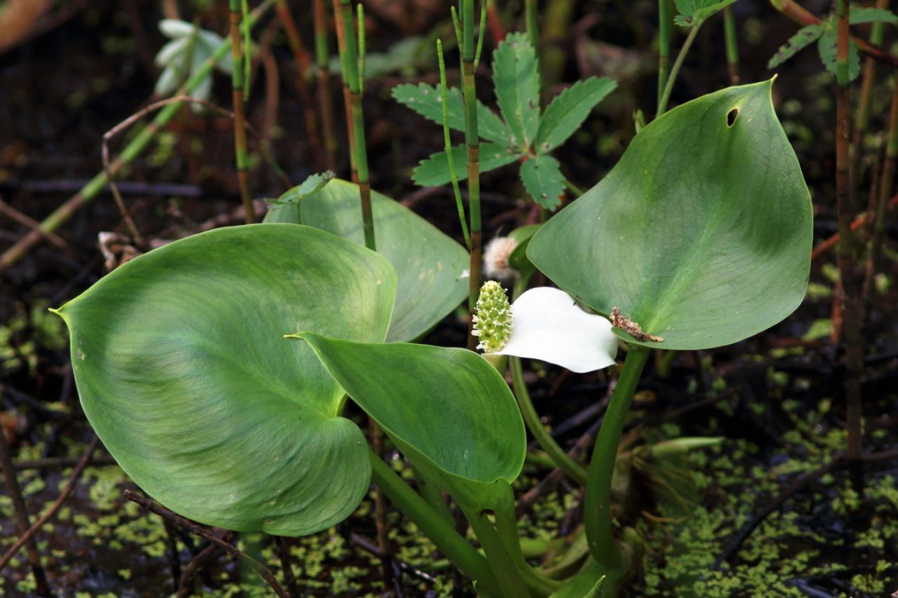 Calla palustris Blätter