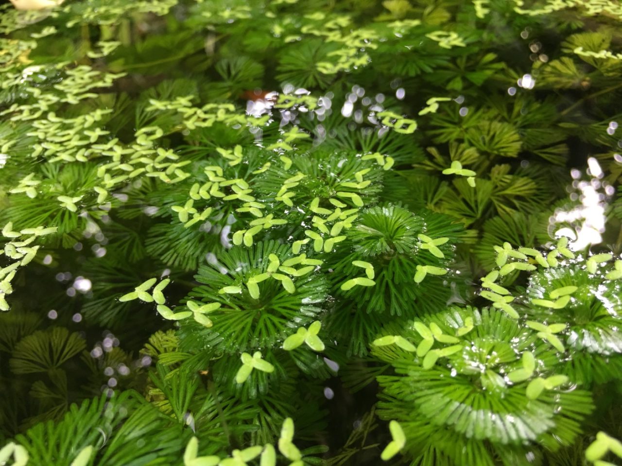 Ceratophyllum demersum an der Oberfläche im Gartenteich