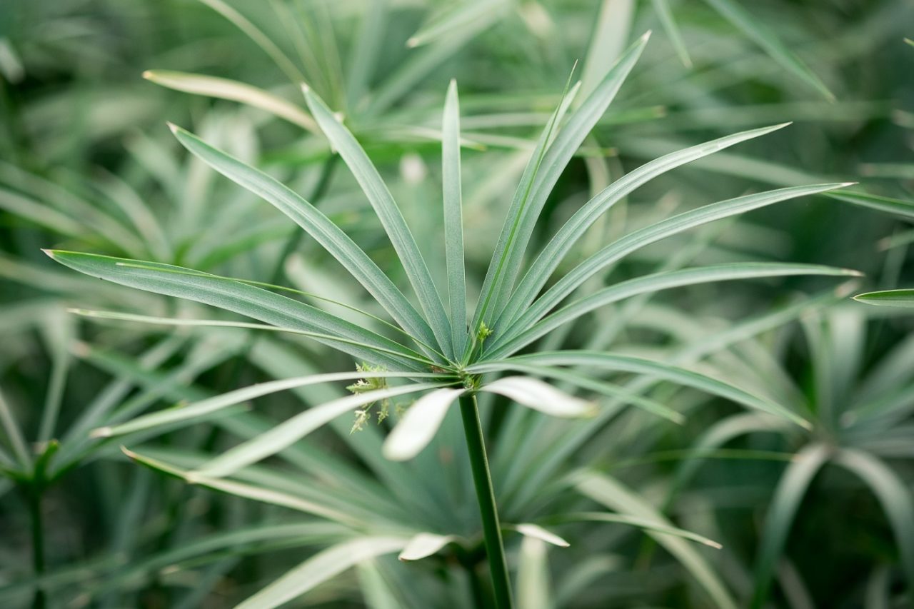 Cyperus alternifolius Halme