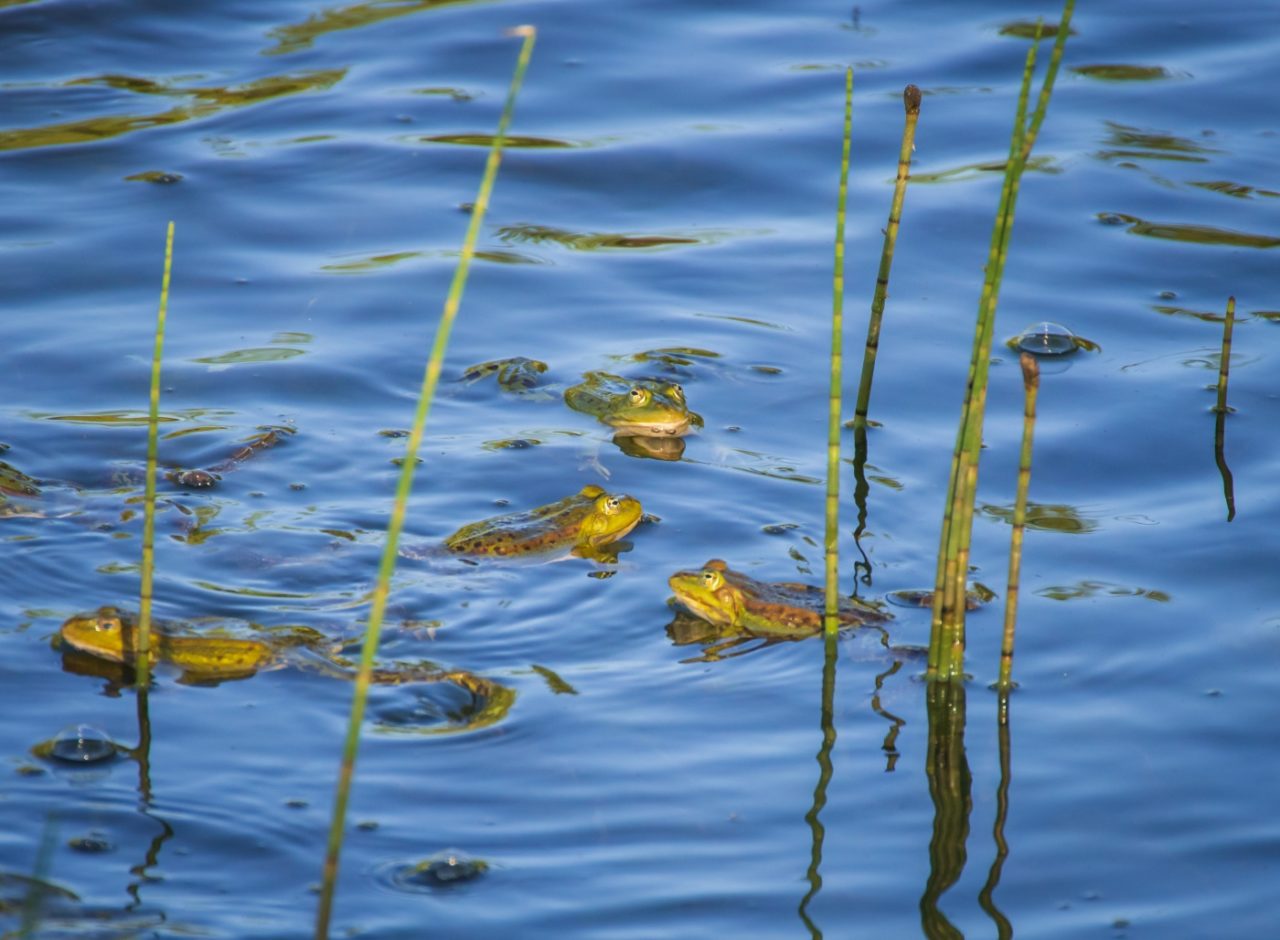 Equisetum fluviatile im Wasser