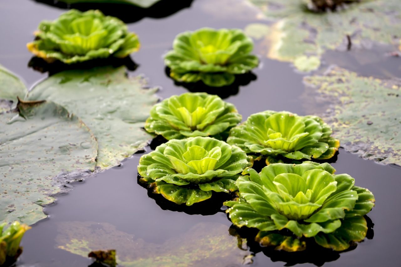 Grüne Wasserrose - Pistia stratiotes