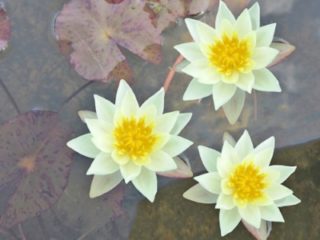 Teichpflanzen 1 Seerose der Sorte Fire Crest lachsrosa Blüte für den Teich Wasserpflanzen 