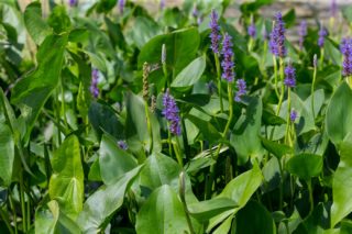 Hechtkraut - Pontedaria cordata