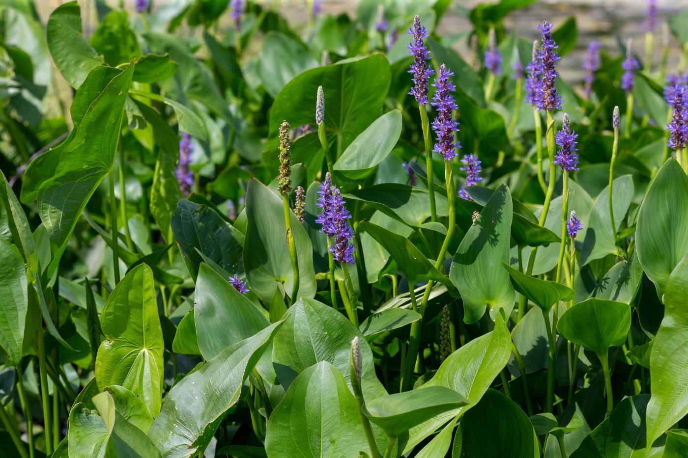 Hechtkraut (Pontederia cordata) - Standort, Wuchs und Pflege