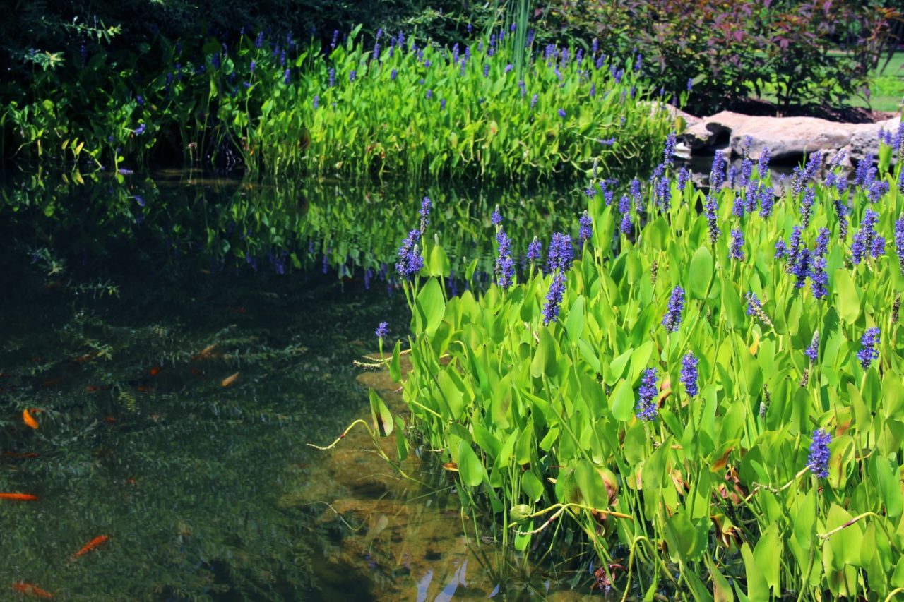 Hechtkraut im Gartenteich
