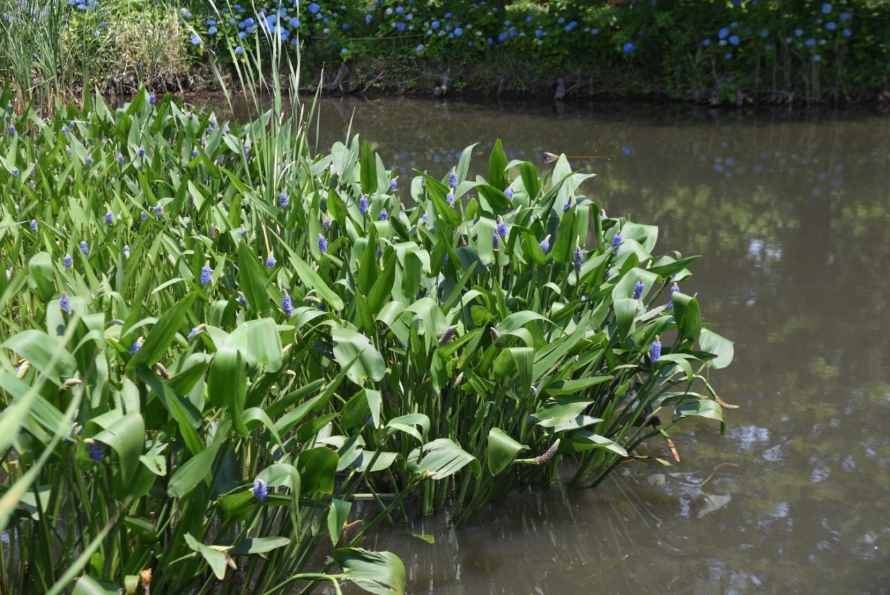 Ursprung des Hechtkrautes