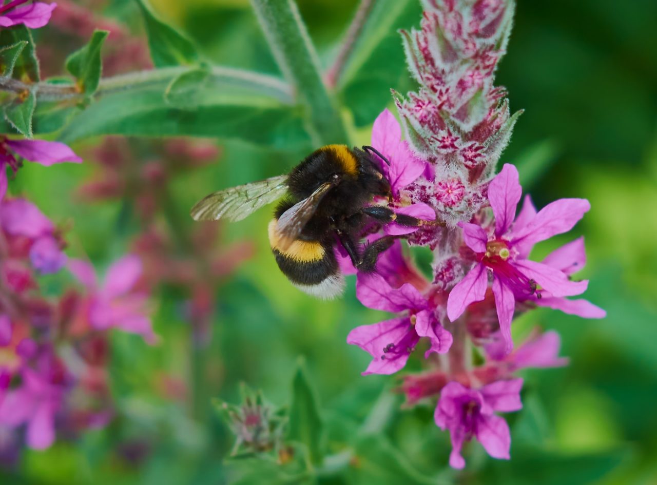 Hummel an Blutweiderich am Teich