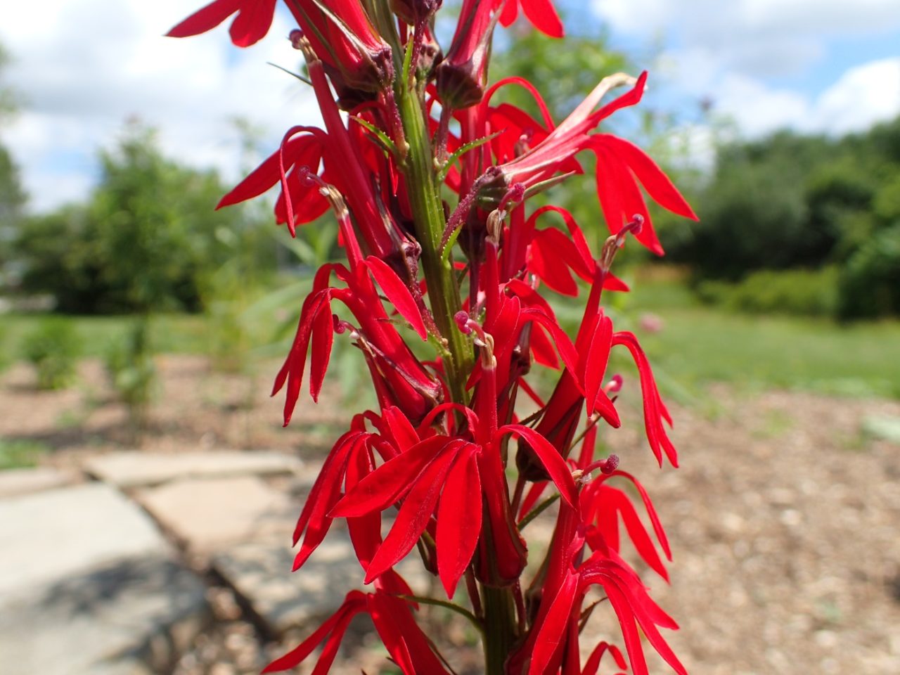 Blüte der Kardinalslobelie