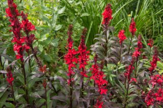 Kardinalslobelie - Lobelia cardinalis