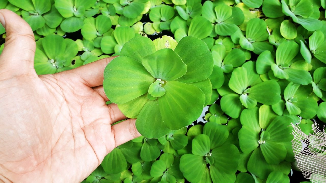 Muschelblume im Gartenteich pflegen