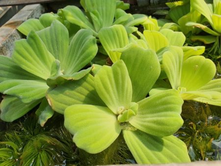 Muschelblume - Pistia stratiotes