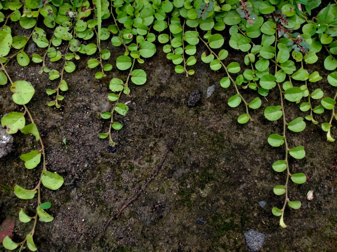 Pfennigkraut wächst Richtung Teich