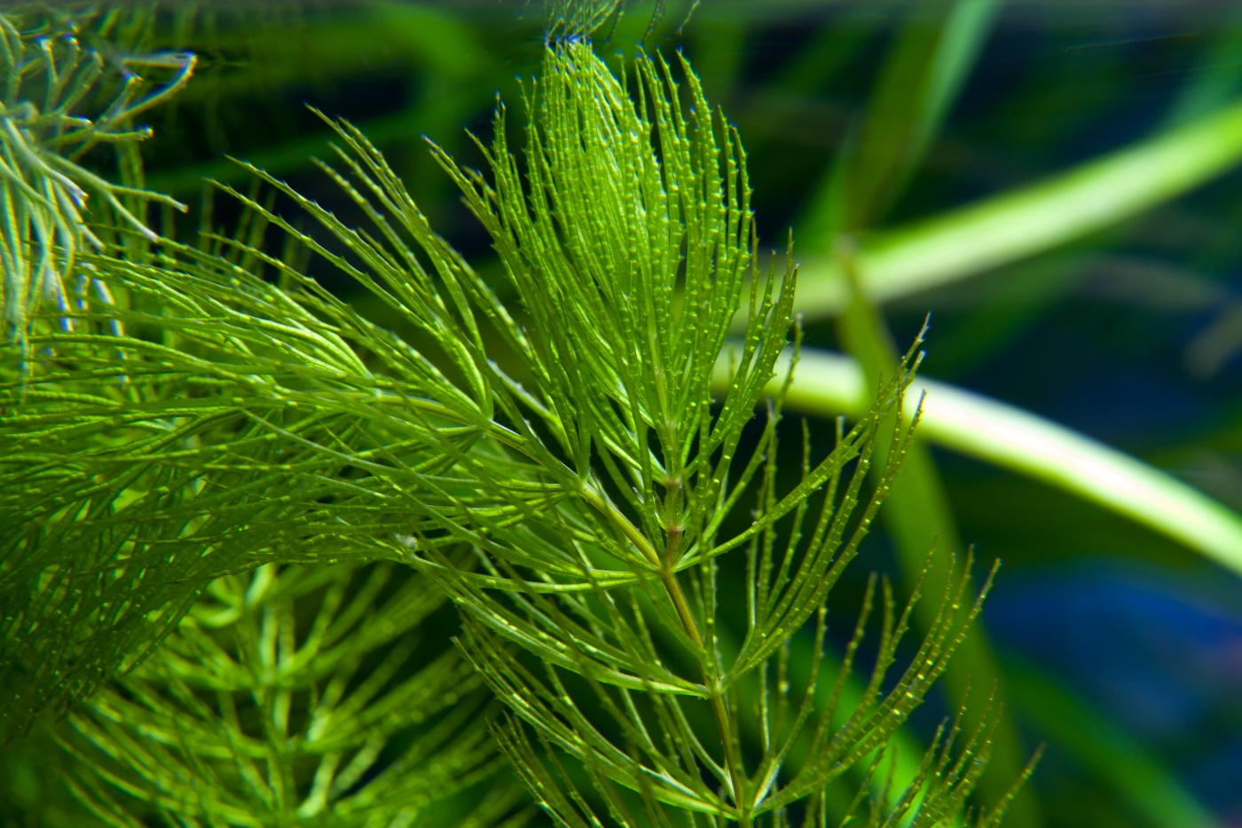Raues Hornkraut (Ceratophyllum demersum) alles Wichtige!
