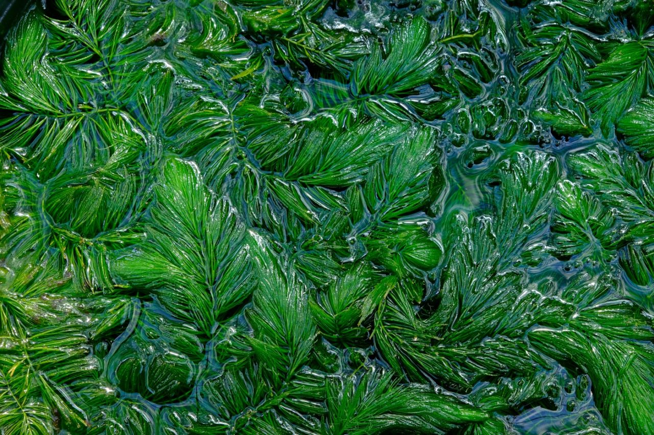 Raues Hornkraut in der Natur