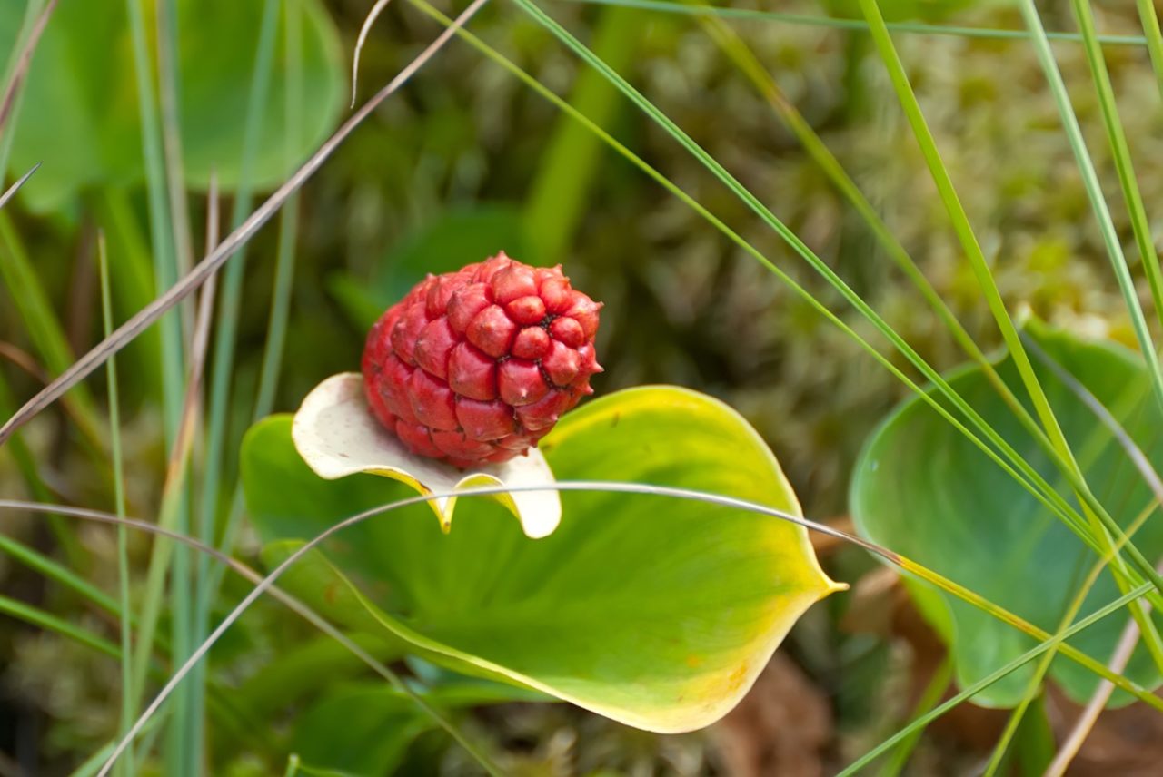 Rote Früchte der Sumpfcalla