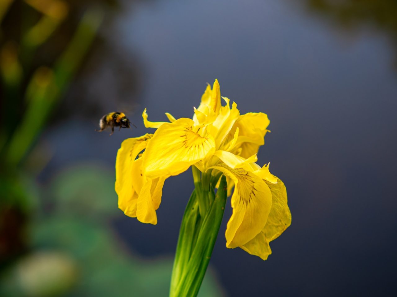 Schwertlilie mit Hummel