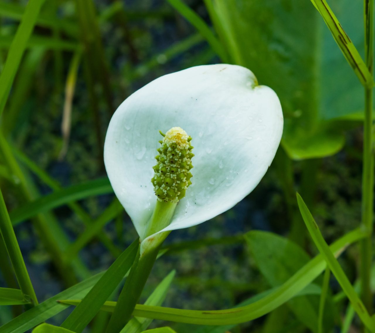Sumpfcalla Blüte