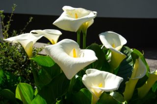 Sumpfcalla - Calla palustris