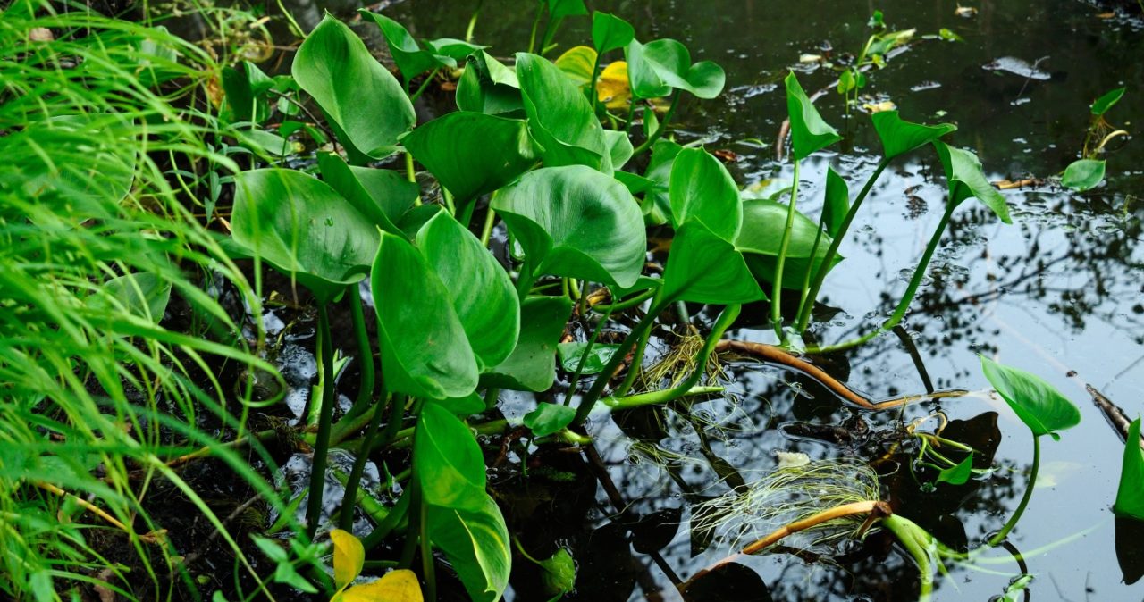 Sumpfcalla im Gartenteich pflanzen
