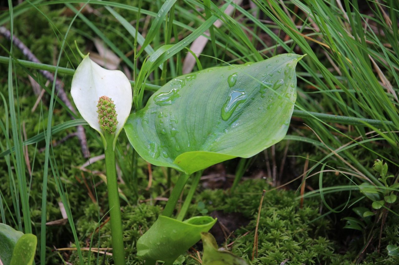 Standort für die Sumpfcalla am Gartenteich