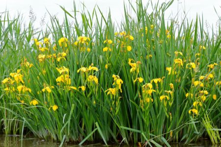 Sumpfschwertlilie - Iris pseudocarus