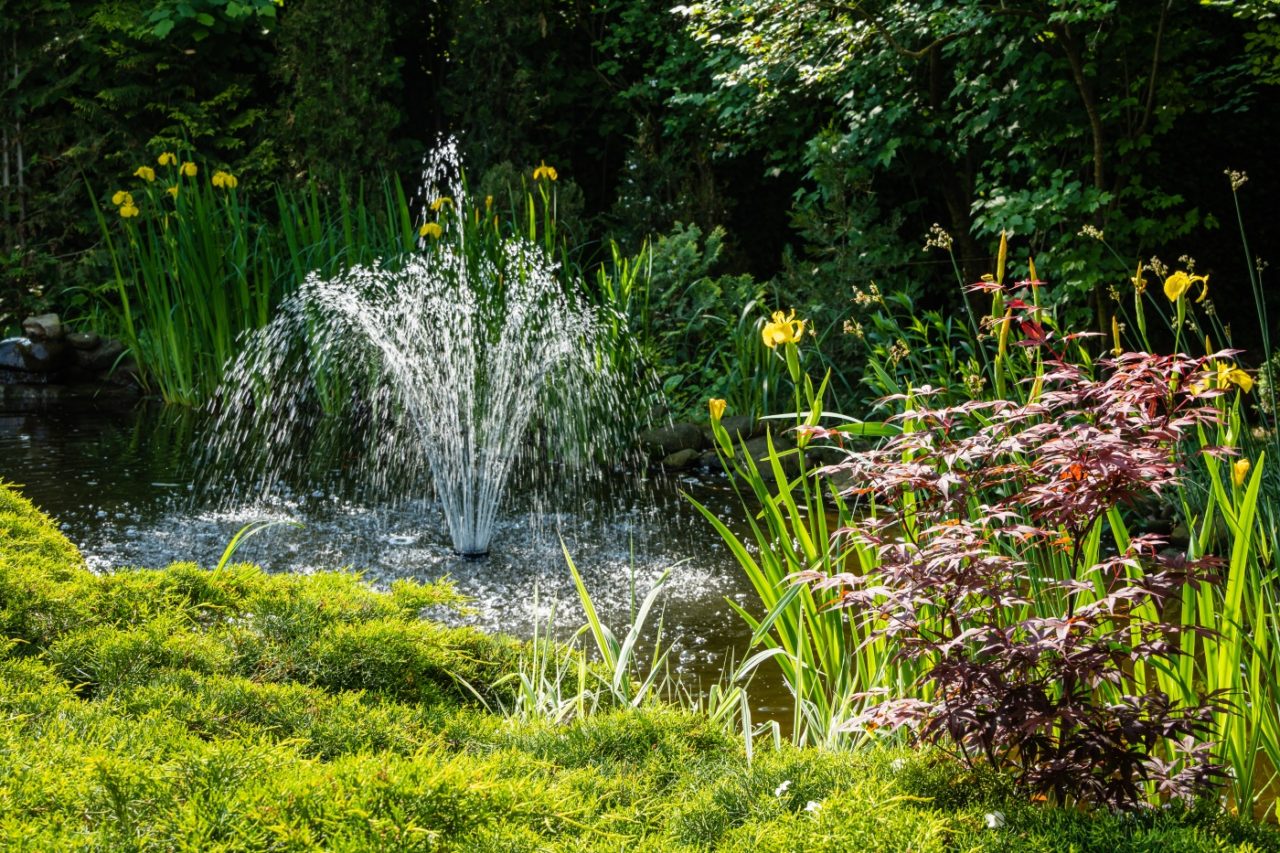 Sumpfschwertlilie im Teich