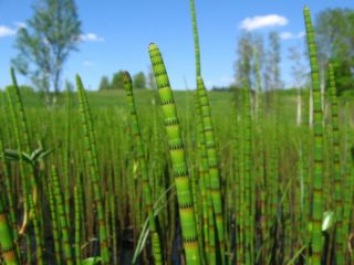 Teichschachtelhalm - Equisetum fluviatile