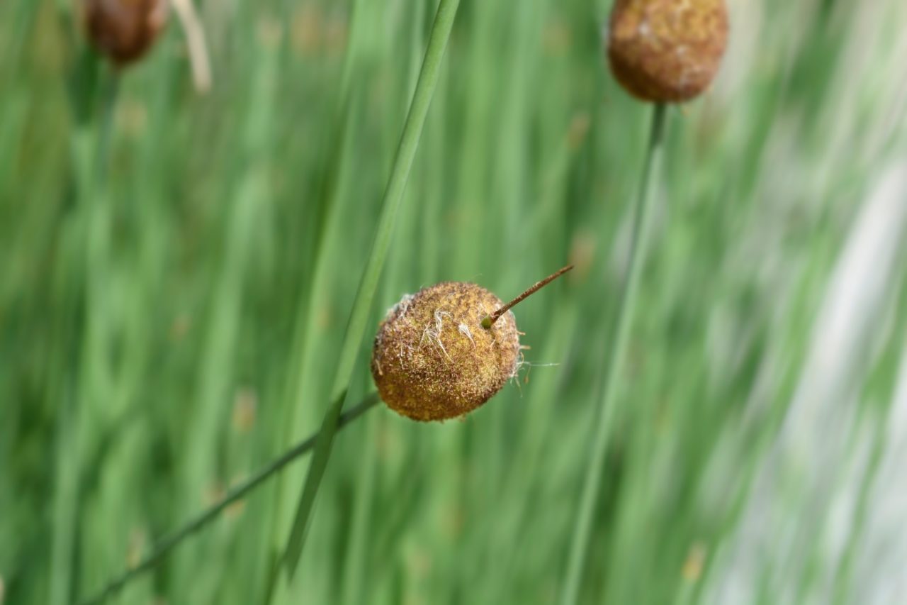 Typha minima Knospen