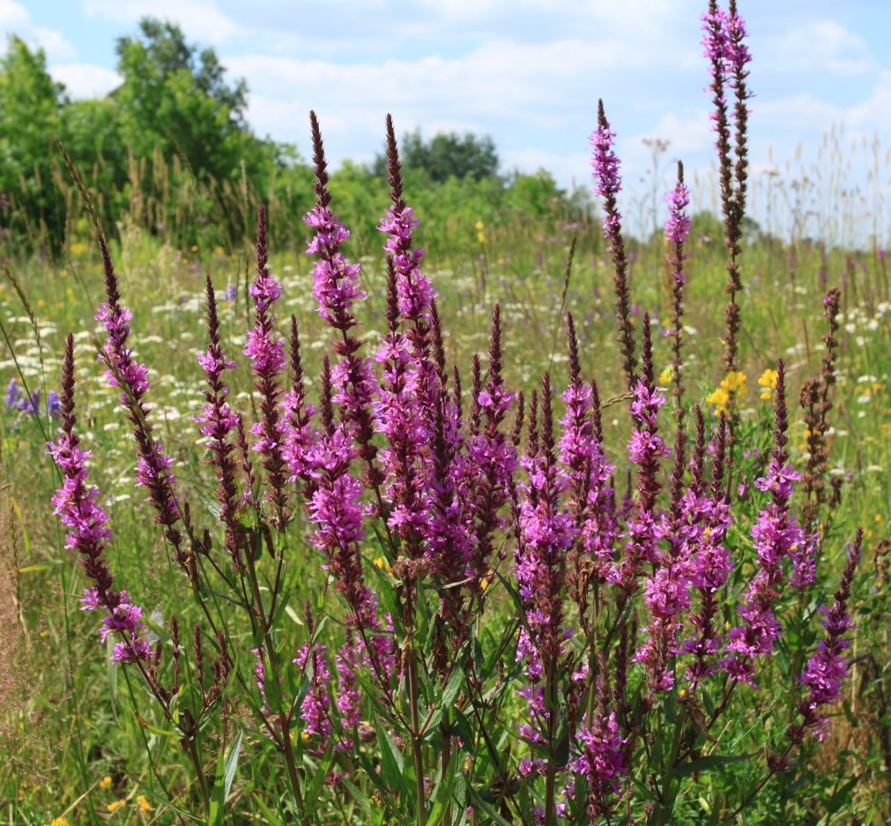 Wuchs von Lythrum salicaria