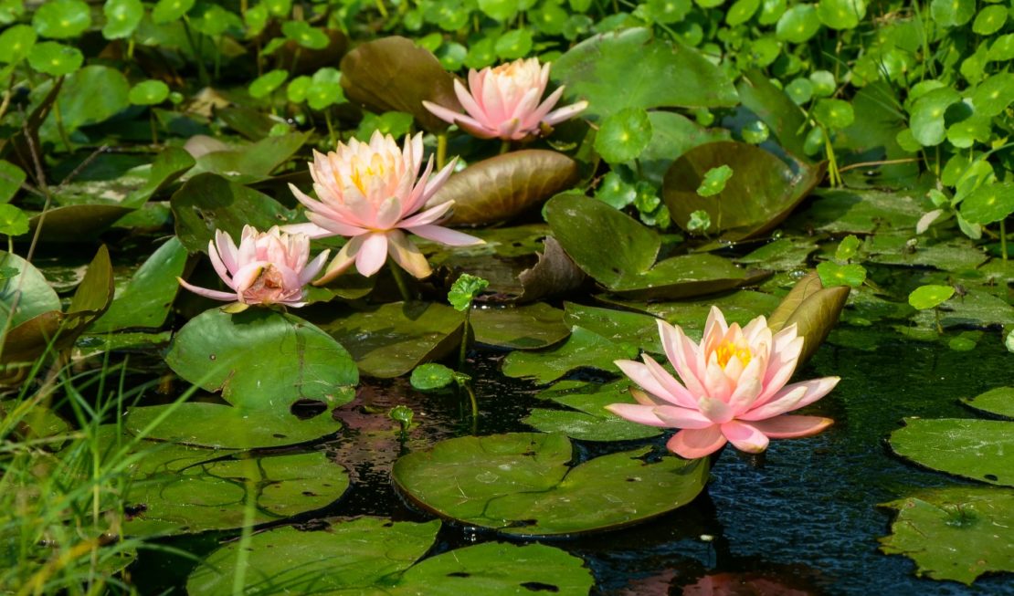 Zwerg-Seerose - Nymphaea tetragona