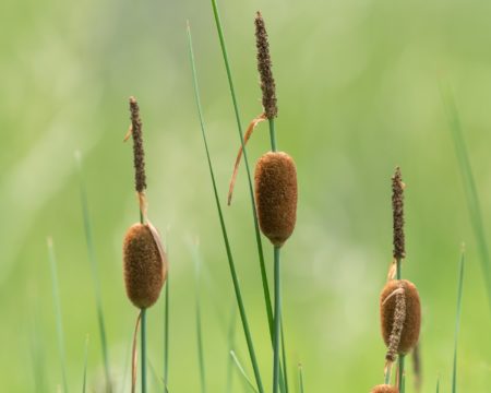 Zwergrohrkolben - Typha minima