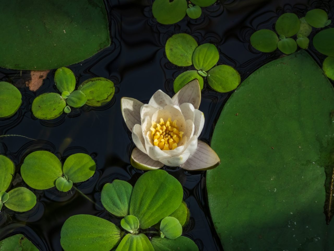 Vergesellschaftung der Zwergseerose mit anderen Pflanzen