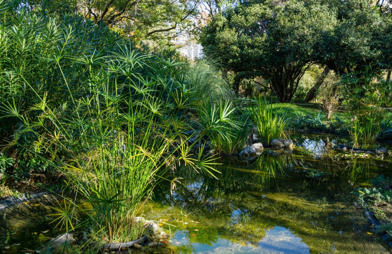 Zyperngras am Teich