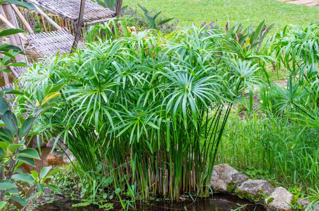 Zyperngras - Cyperus alternifolius