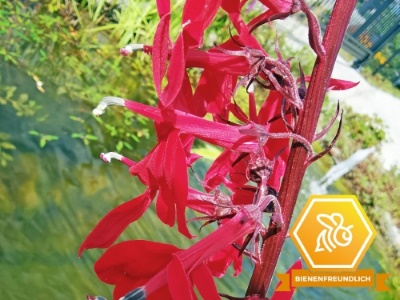 Staudenlobelie - Lobelia cardinalis