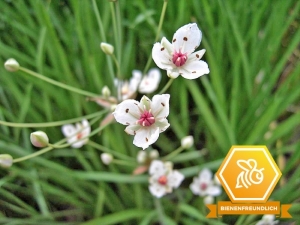 Schwanenblume weiß "Schneewittchen" - Butomus umbellatus