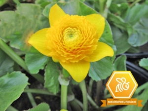 Sumpfdotterblume gefüllt - Caltha palustris Multiplex