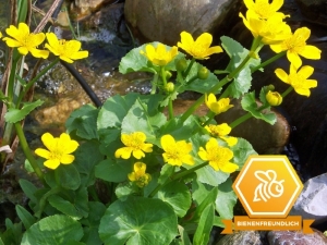 Sumpfdotterblume - Caltha palustris