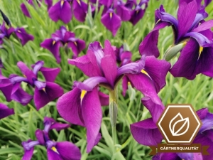 Buntlaubige Sumpfiris - Iris ensata Variegata