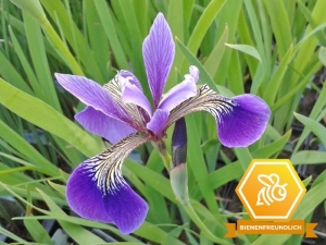 Sumpfiris blau - Iris versicolor