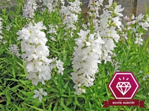 Blutweiderich weiß - Lythrum salicaria alba