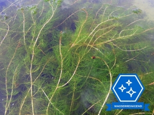 Ähriges Tausendblatt - Myriophyllum spicatum