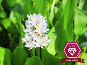 Hechtkraut weiß - Pontederia cordata Alba