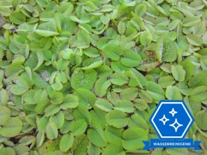 Schwimmfarn - Salvinia natans