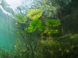 Wasserreinigende Teichpflanzen Sortiment