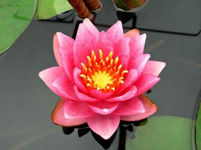 Seerose James Brydon
