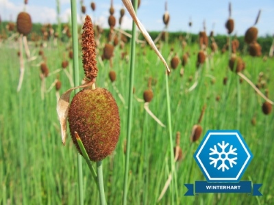 Zwergrohrkolben - Typha minima