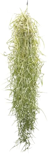 Tillandsia usneoides, Tillandsien, Bromeliengewächs